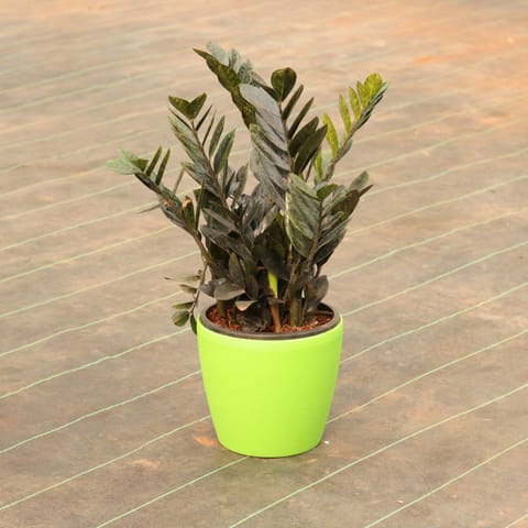 Zz Black in 7 Inch Green Sphere Plastic Pot