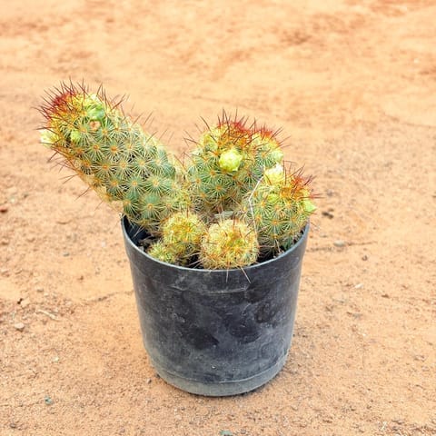 Desert Flame Cluster Cactus in 3 Inch Nursery Pot