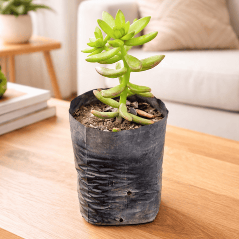 California Sunset Succulent in 4 Inch Nursery Bag