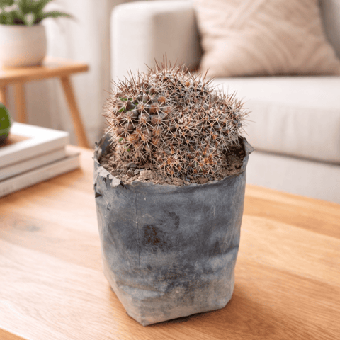 Starburst Spine Cactus in 3 Inch Nursery Bag