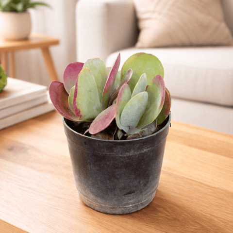 Scarlet Edge Flapjack Succulent in 3 Inch Live Plant Nursery Pot