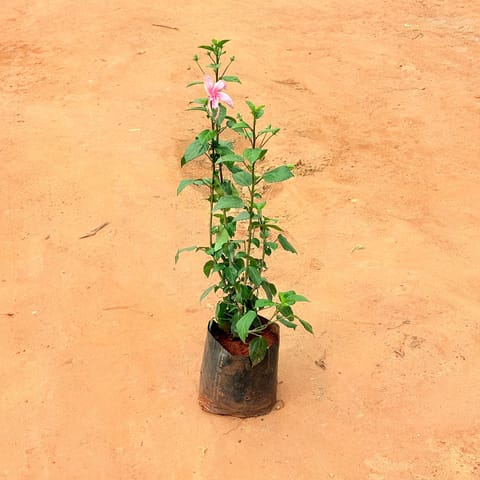 Hibiscus / Gudhal Pink in 6 Inch Nursery Bag