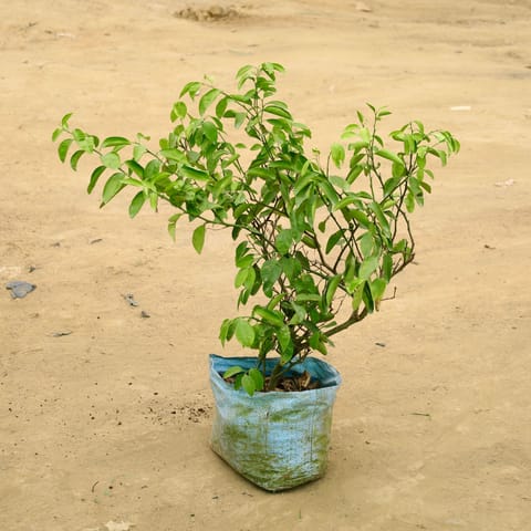 Large Fruiting Plant - Kagzi Lemon / Nimbu (~ 3 years old) in 8 Inch Nursery Bag