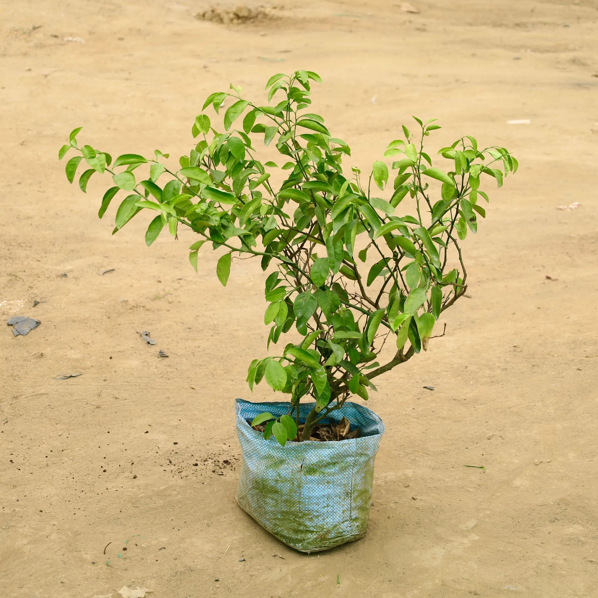 Large Fruiting Plant - Kagzi Lemon / Nimbu (~ 3 years old) in 8 Inch Nursery Bag