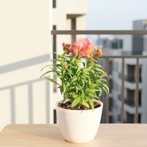 Antirrhinum Majus / Dog Flower (any colour) in 4 Inch White Premium Orchid Round Plastic Pot
