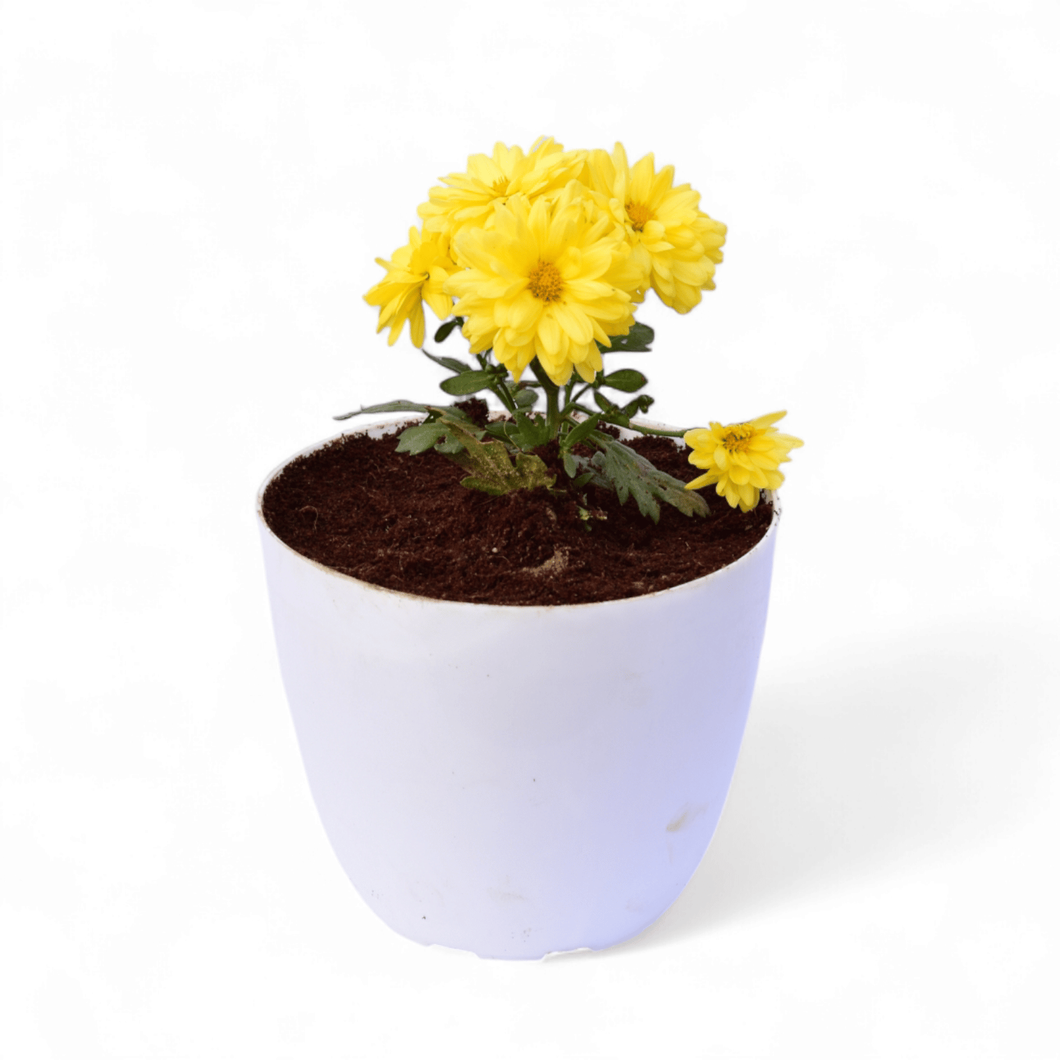 Chrysanthemum (any colour) in 4 Inch White Premium Orchid Round Plastic Pot