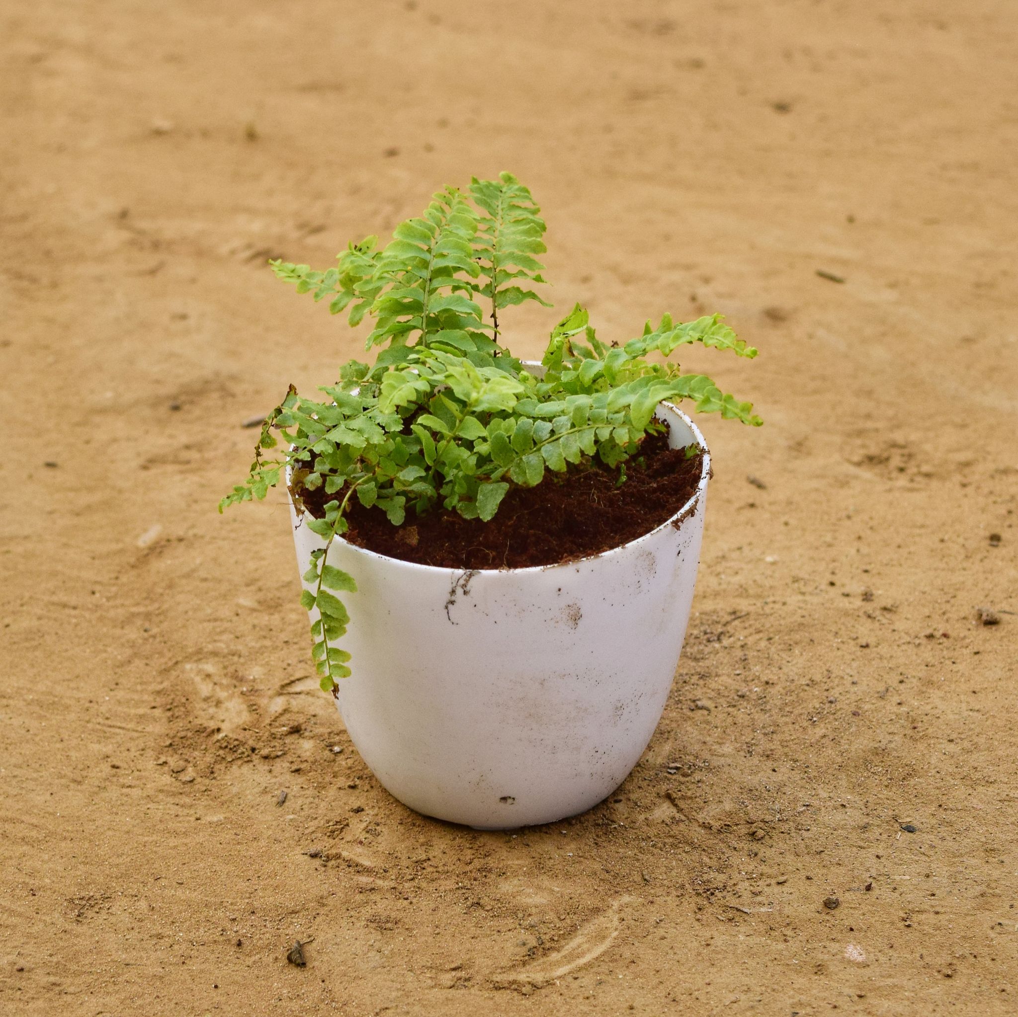 Fern Golden in 4 Inch White Premium Orchid Round Plastic Pot