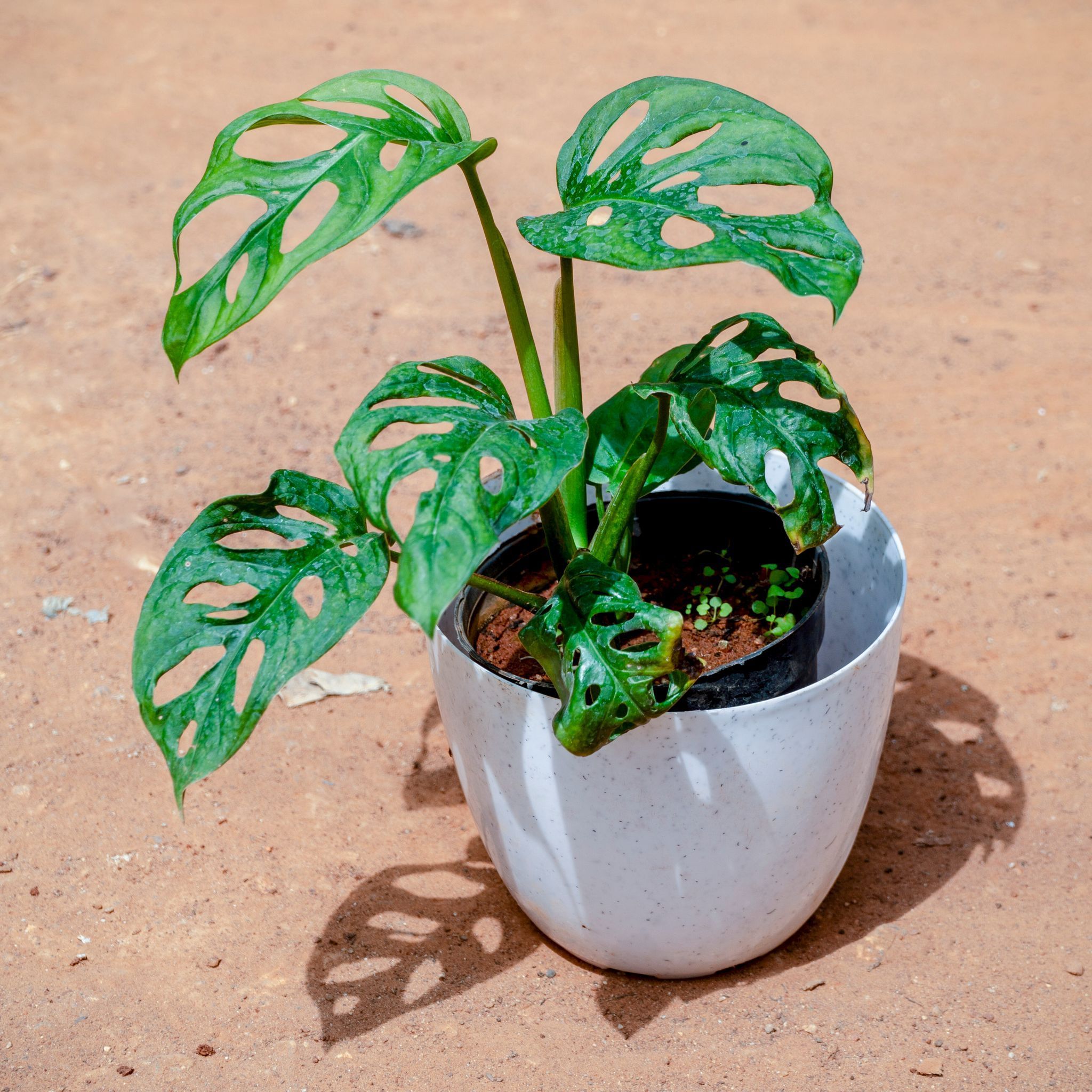 Monstera Broken Heart in 6 Inch White Premium Orchid Round Plastic Pot