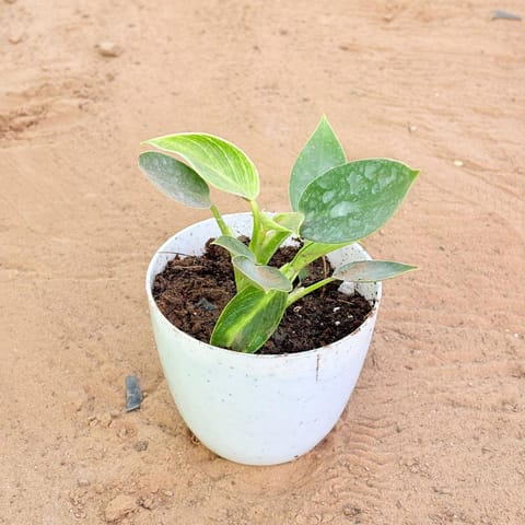 Philodendron Birkin in 4 Inch Live Fresh Plant White Premium Orchid Round Plastic Pot in Sector 109