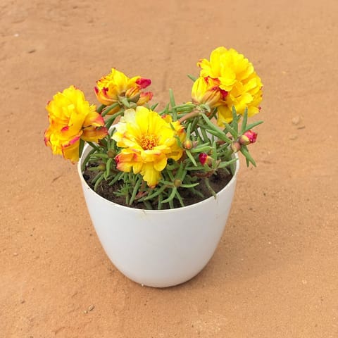 Portulaca Moss Rose (any colour) in 4 Inch Live Fresh Plant White Premium Orchid Round Plastic Pot in Dwarka Sector 21