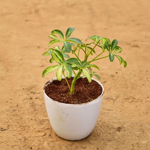 Schefflera Variegated in 4 Inch Live Fresh Plant White Premium Orchid Round Plastic Pot in Sector 67