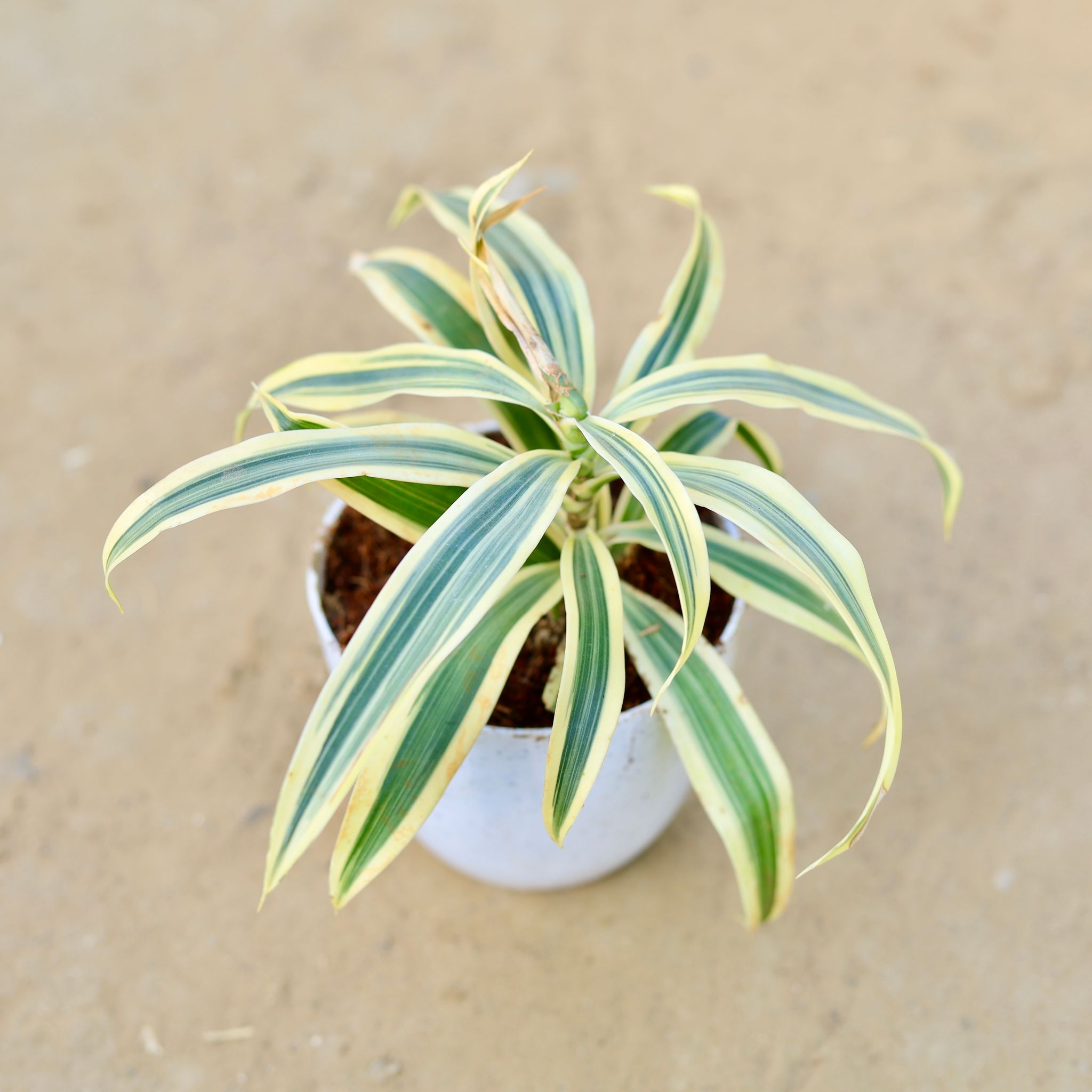 Song of India in 4 Inch White Premium Orchid Round Plastic Pot