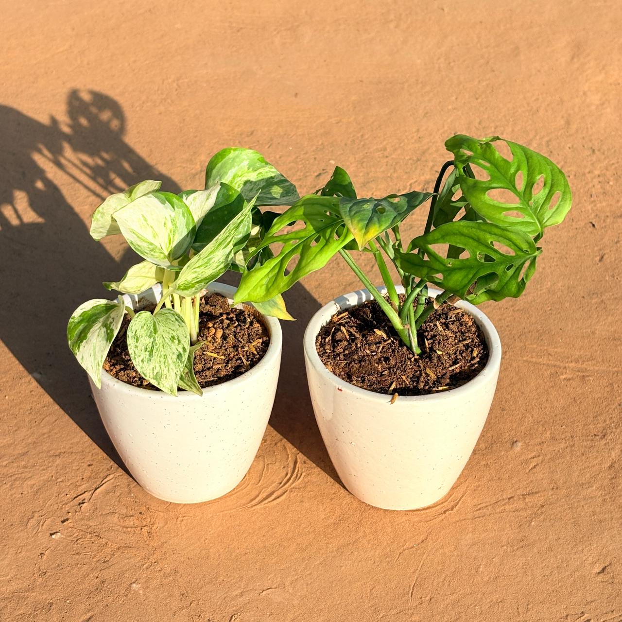 Set of 2 - Marble Money Plant & Monstera Broken Heart in 4 Inch Classy White Cup Ceramic Pot