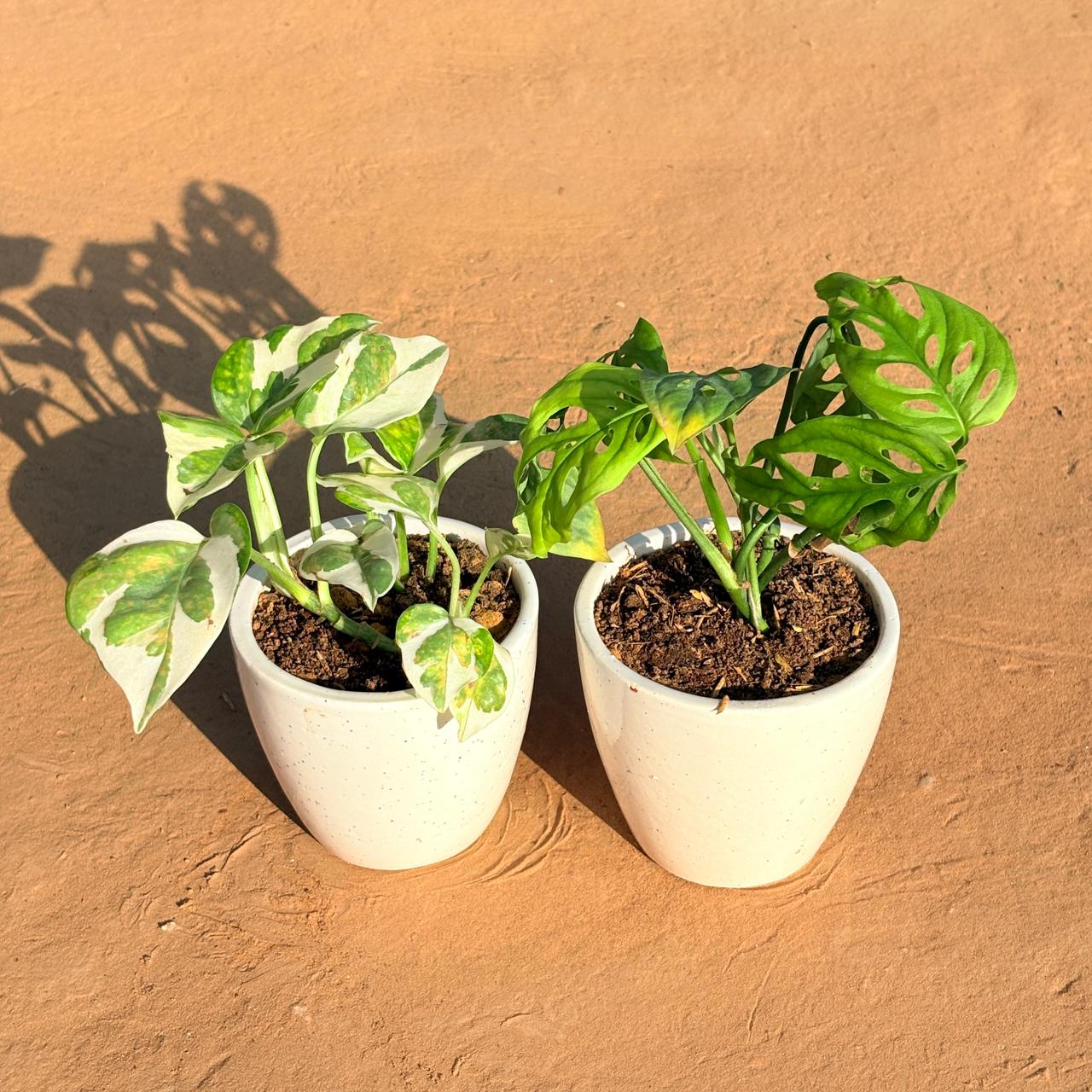 Set of 2 - Money Plant N'Joy & Monstera Broken Heart in 4 Inch Classy White Cup Ceramic Pot