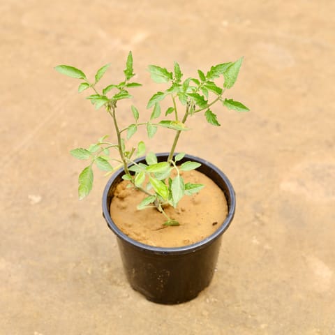 Tomato in 4 Inch Nursery Pot