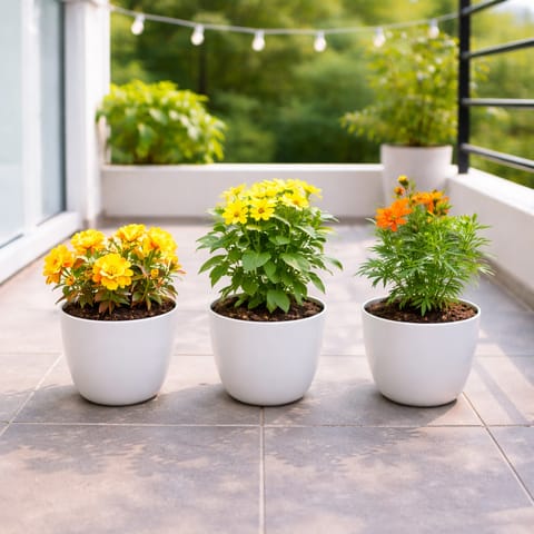 Happy Bloom Set: Set of 3 - Cosmos, Zinnia & Portulaca Moss Rose (any color) in 4 Inch White Premium Orchid Round Plastic Pot