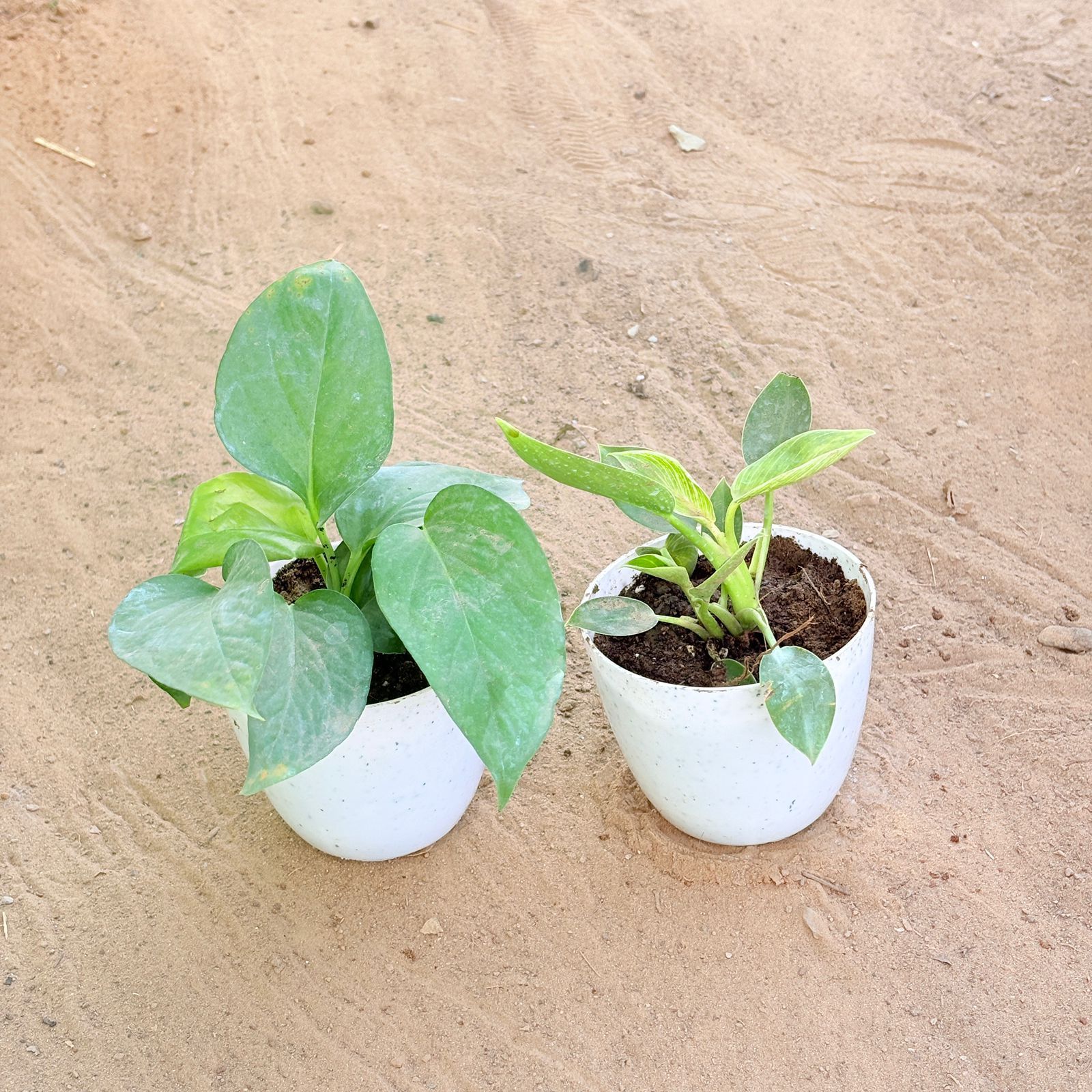 Set of 2 - Money Plant Green & Philodendron Birkin in 4 Inch White Premium Orchid Round Plastic Pot
