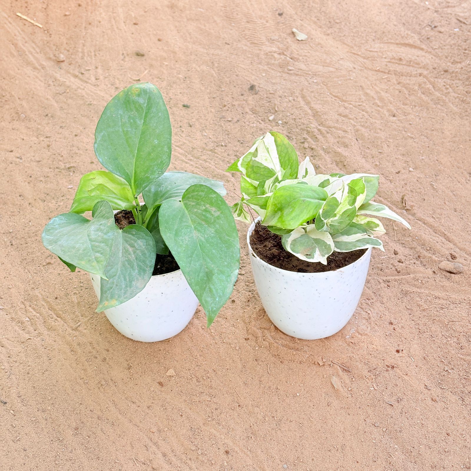 Set of 2 - Money Plant Green & Money Plant N'Joy in 4 Inch White Premium Orchid Round Plastic Pot