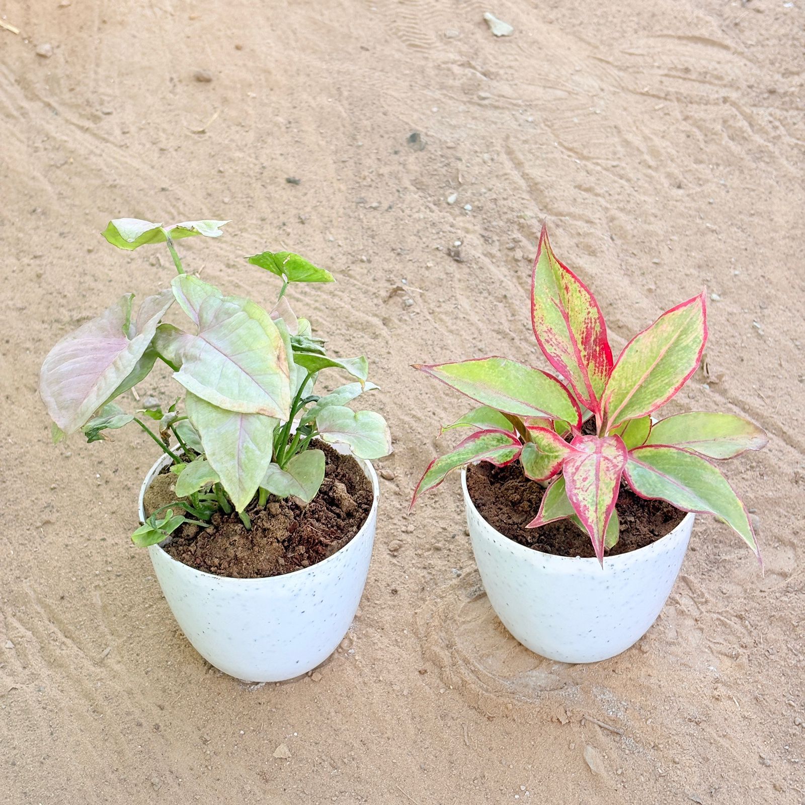 Set of 2 - Syngonium Pink & Aglaonema Lipstick in 4 Inch White Premium Orchid Round Plastic Pot