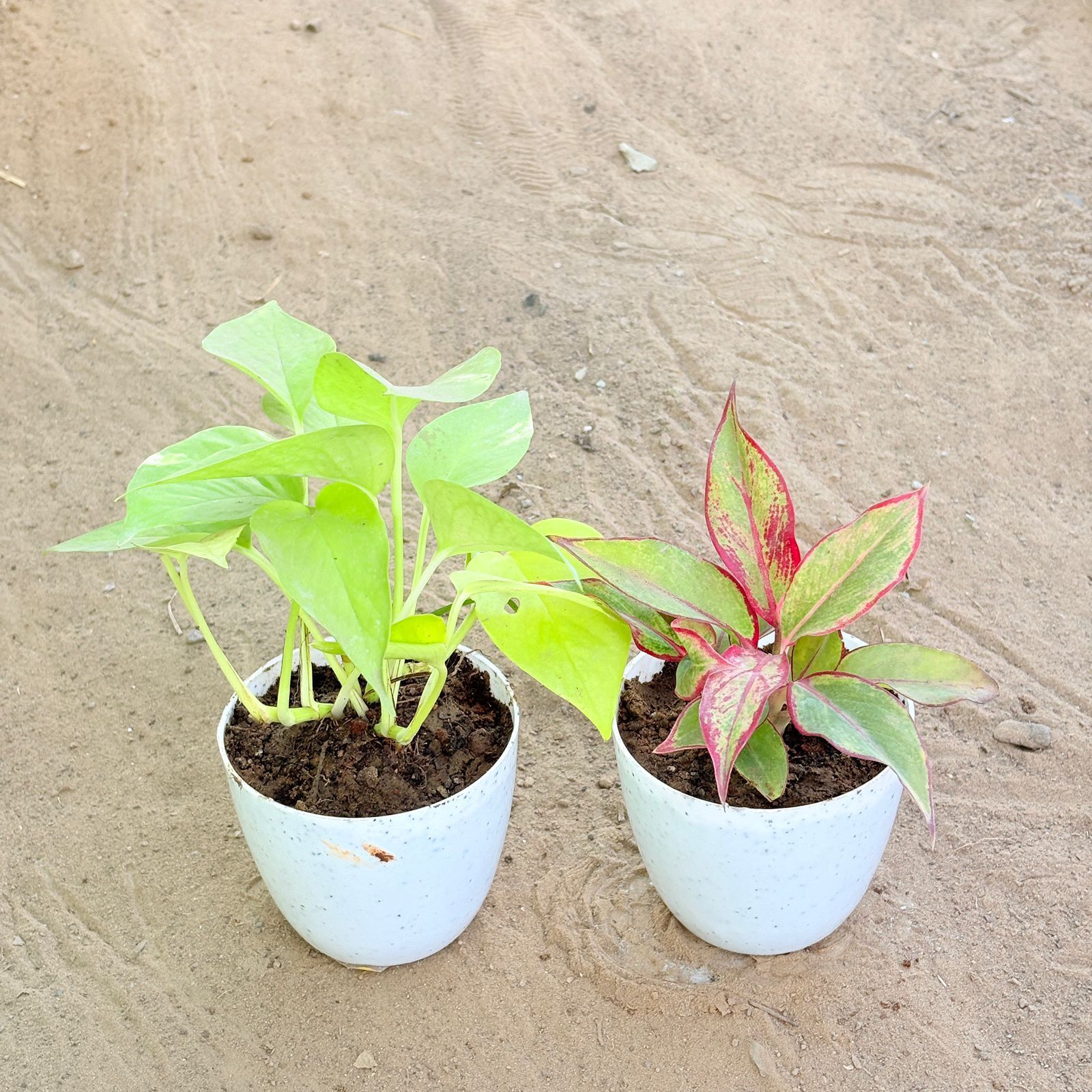 Set of 2 - Golden Money Plant & Aglaonema Lipstick in 4 Inch White Premium Orchid Round Plastic Pot