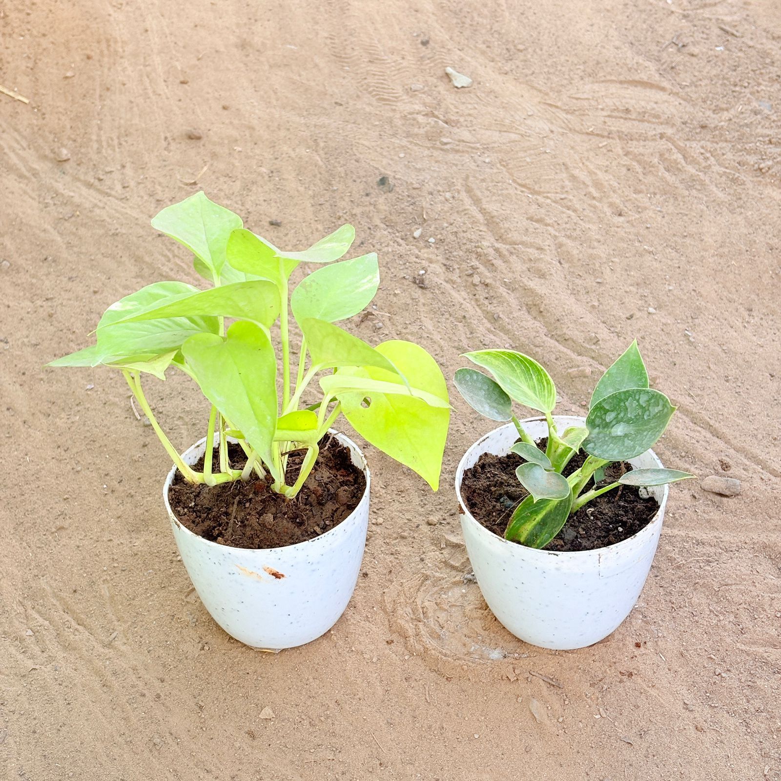 Set of 2 - Golden Money Plant & Philodendron Birkin in 4 Inch White Premium Orchid Round Plastic Pot