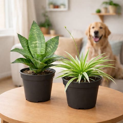 Pawsitive Duo - Set of 2 - Snake Green Dwarf & Spider in 6 Inch Black Nursery Pot