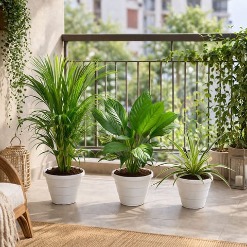 The Breeze & Breathe Set - Set of 3 - Peace Lily, Areca Palm (~ 2.5 Ft) & Spider in 8 Inch Classy White Plastic Pot