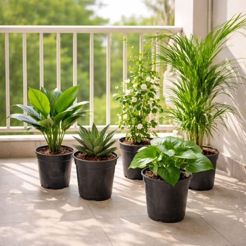 The Calm Corner Combo - Set of 5 - Areca Palm (~ 1 Ft), Peace Lily, Snake Dwarf Green, Money Plant Green & Jasmine in 6 Inch Nursery Pot