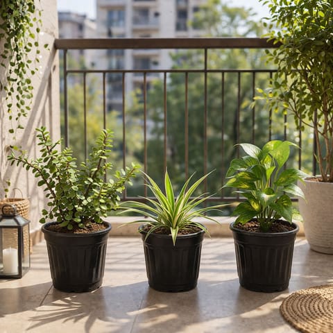 Little Green Prosperity Pack - Set of 3 - Money Plant Green, Jade & Spider in 6 Inch Nursery Pot