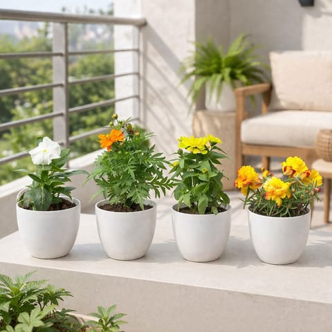 Little Sunshine Garden - Set of 4 - Portulaca Moss Rose, Periwinkle / sadabahar, Cosmos & Zinnia (any colour) in 4 Inch White Orchid Round Plastic Pot