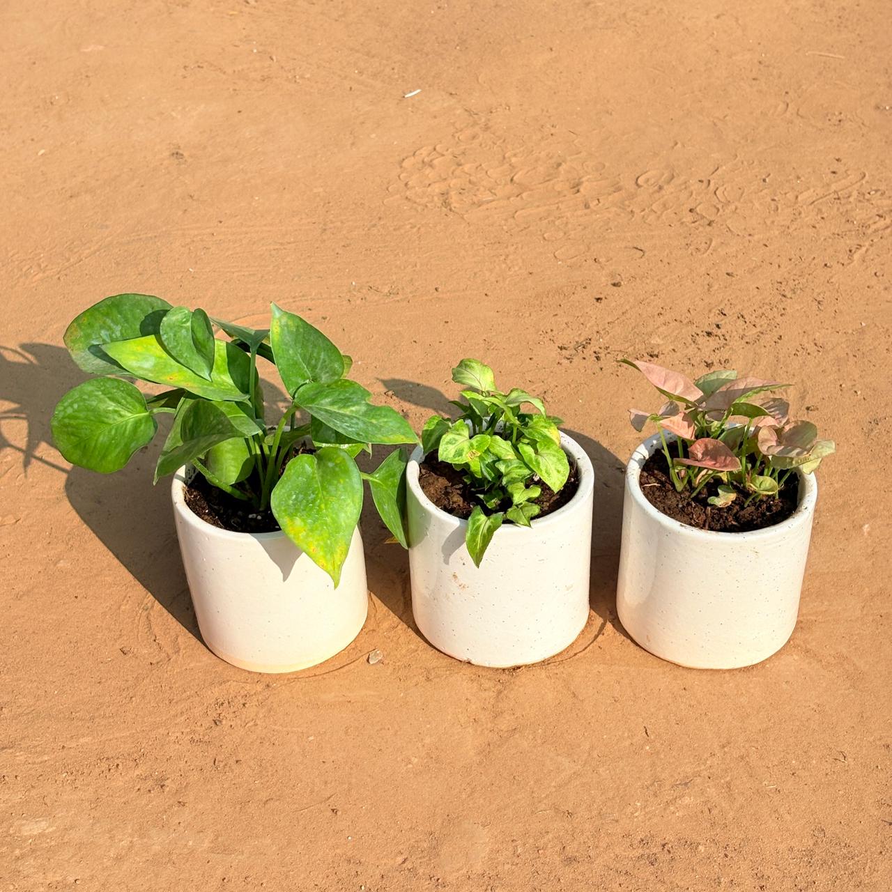 Set of 3 - Money Plant Green, Syngonium Green Arrowhead & Syngonium Pink in 4 Inch White Classy Cylindrical Ceramic Pot