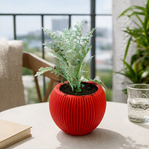 Silver Dust in 5 Inch Rose Red Matt Sylvan Plastic Pot