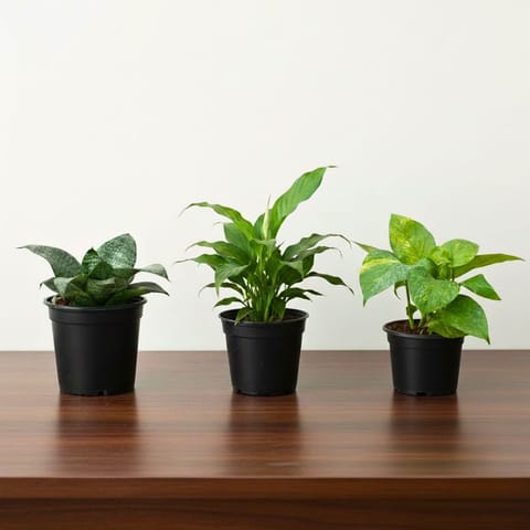 Positive Energy Pack- Set of 3 - Snake Dwarf Green, Peace Lily & Money Plant Green in 4 Inch Nursery Pot
