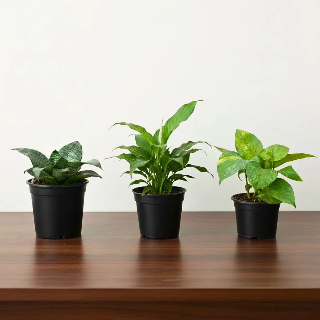 Positive Energy Pack- Set of 3 - Snake Dwarf Green, Peace Lily & Money Plant Green in 4 Inch Nursery Pot