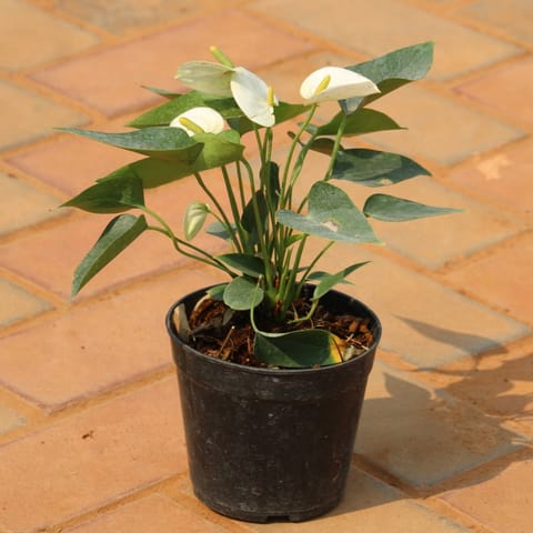Antirrhinum white in 6 inch Nursery Pot