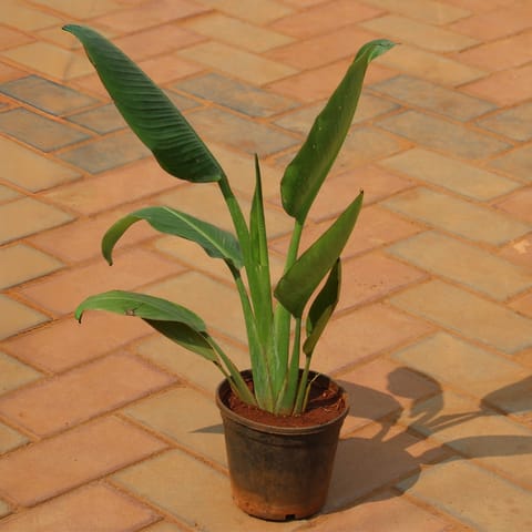 Bird of Paradise (~1.5 ft) in 6 inch Nursery Pot