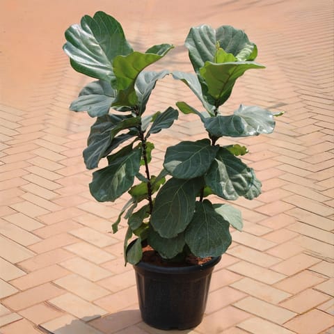 Fiddle Leaf Fig (~ 4 ft) in 14 inch Nursery Pot