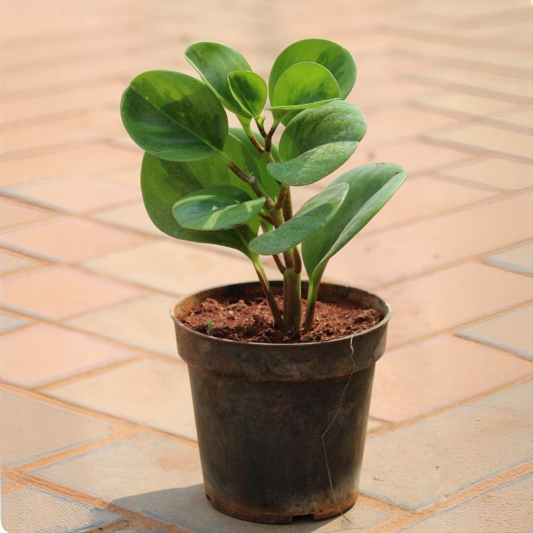 Peperomia / Radiator Plant Green in 6 inch Nursery Pot