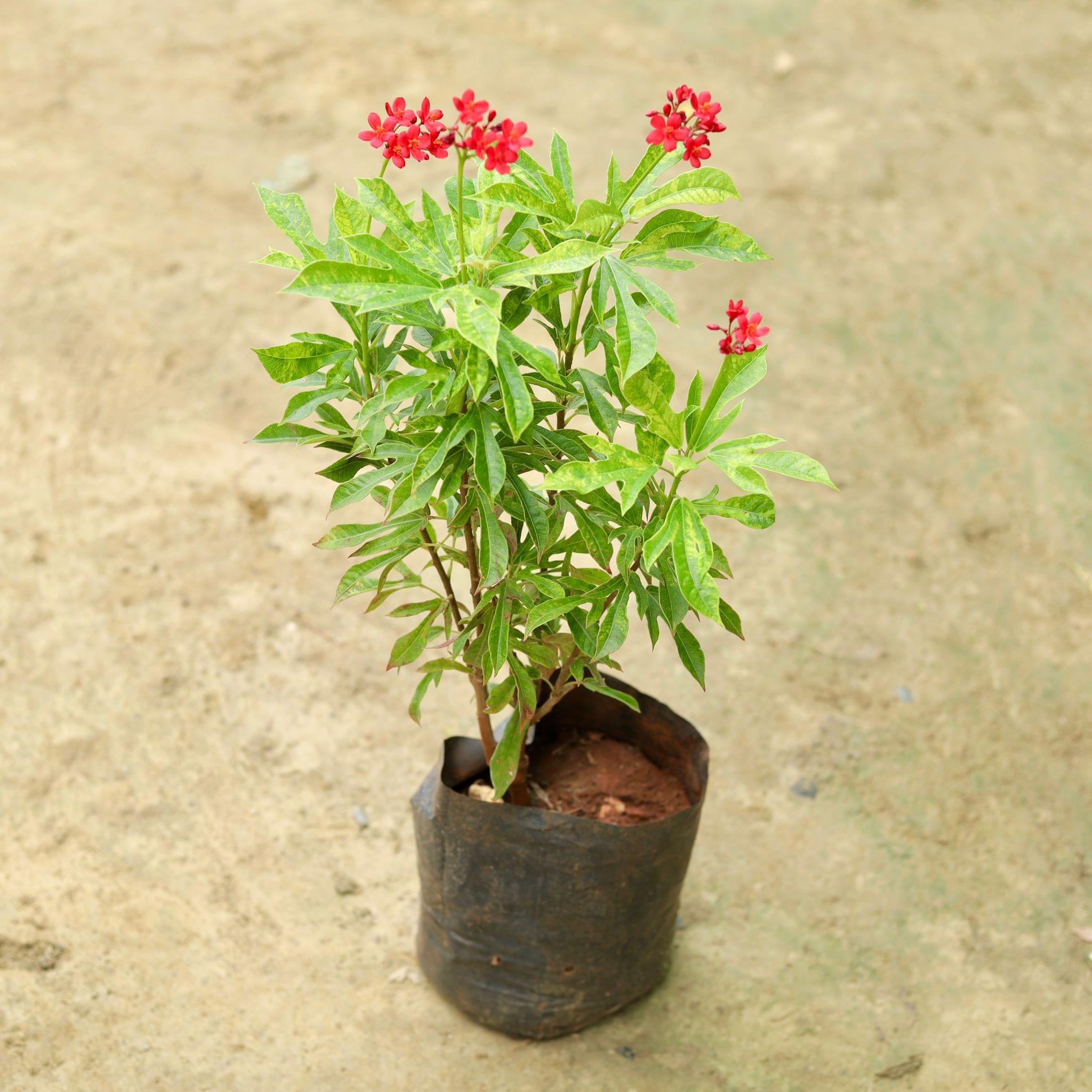 Jatropha / Sundar Rupa (any colour) (~ 2 Ft) in 5 Inch Nursery Bag