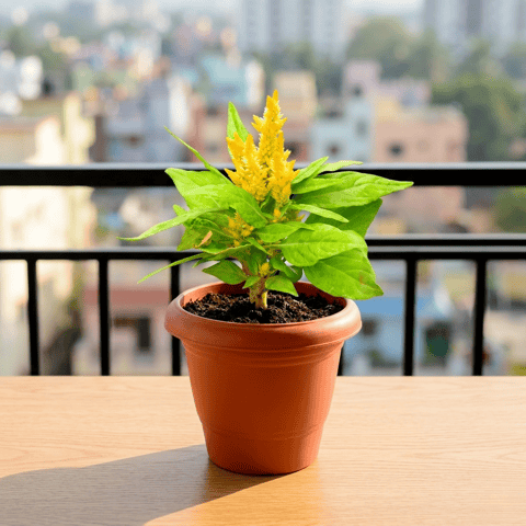 Celosia Yellow in 6 Inch Terracotta Red Classy Plastic Pot