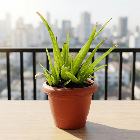 Aloe Vera in 6 Inch Terracotta Red Classy Plastic Pot