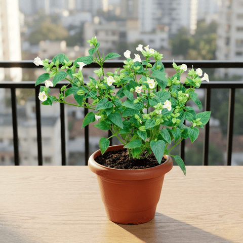 Wishbone / Torenia White in 6 Inch Terracotta Red Classy Plastic Pot