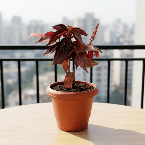 Acalypha Red in 6 Inch Terracotta Red Classy Plastic Pot