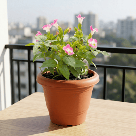 Wishbone / Torenia Pink in 6 Inch Terracotta Red Classy Plastic Pot