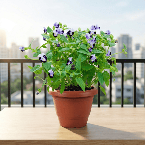 Wishbone / Torenia Blue in 6 Inch Terracotta Red Classy Plastic Pot