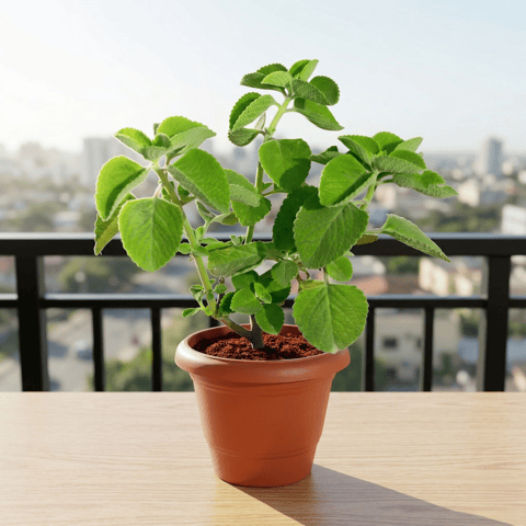 Ajwain / Carom in 6 Inch Terracotta Red Classy Plastic Pot