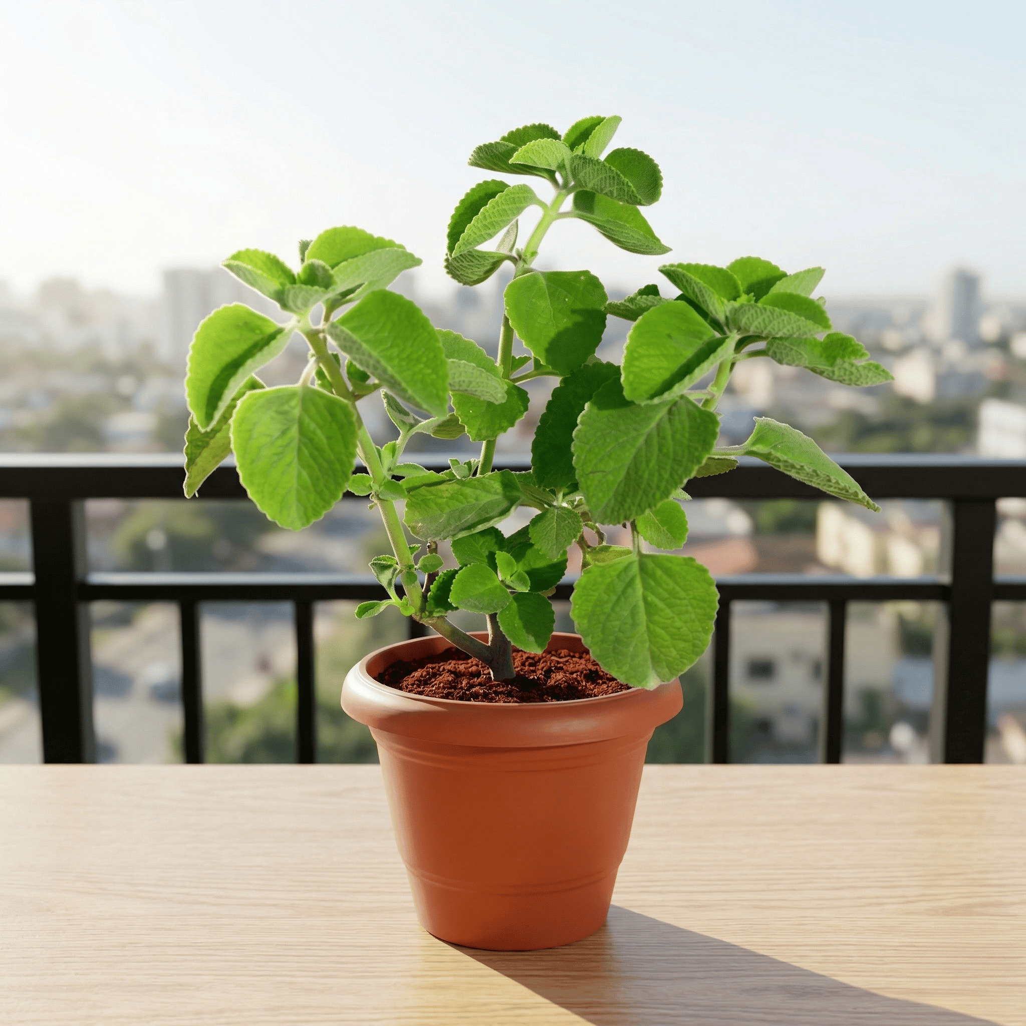 Ajwain / Carom in 6 Inch Terracotta Red Classy Plastic Pot