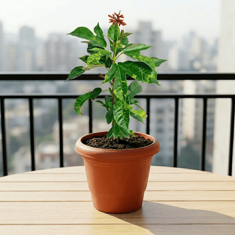 Jatropha / Sundar Rupa Red in 6 Inch Terracotta Red Classy Plastic Pot
