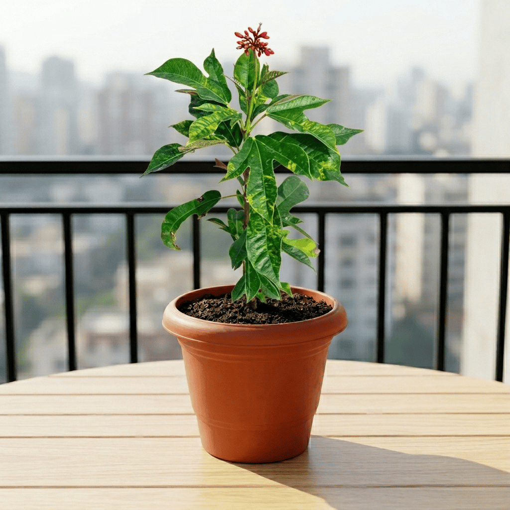 Jatropha / Sundar Rupa Red in 6 Inch Terracotta Red Classy Plastic Pot