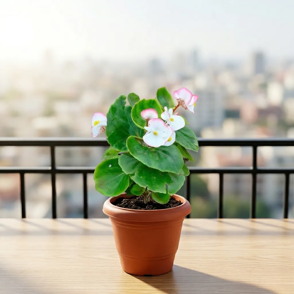 Begonia (Any Colour) in 6 Inch Terracotta Red Classy Plastic Pot